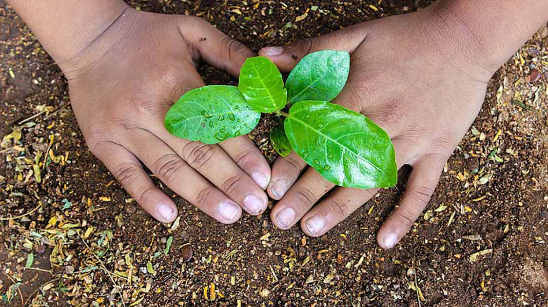 plant seeds Sales Store -plant seeds Sales Store seed vs seedling sapling bios urn blog