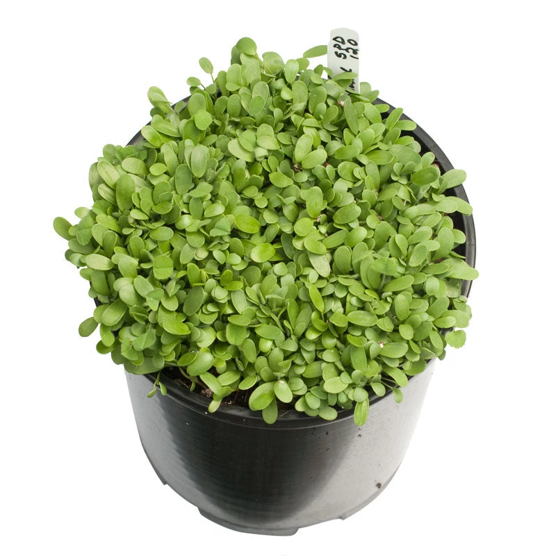 Peaceful Valley Low Rainfall Dryland Pasture Mix - Nitrocoated Seed (lb) 4 Peaceful Valley Low Rainfall Dryland Pasture Mix - Nitrocoated Seed (lb) - Image 2