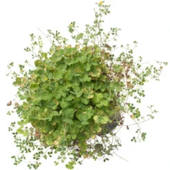 Peaceful Valley Low Rainfall Dryland Pasture Mix - Nitrocoated Seed (lb) 7 Peaceful Valley Low Rainfall Dryland Pasture Mix - Nitrocoated Seed (lb) -plant seeds Sales Store spd120 d