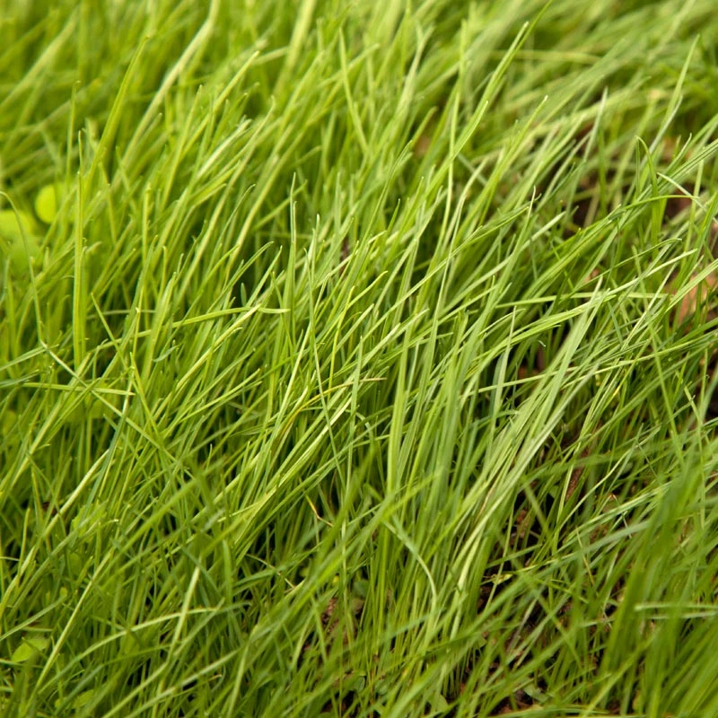 Peaceful Valley Grass Valley Range Mix For Dryland - Nitrocoated Seed (lb) 5 Peaceful Valley Grass Valley Range Mix For Dryland - Nitrocoated Seed (lb) - Image 3