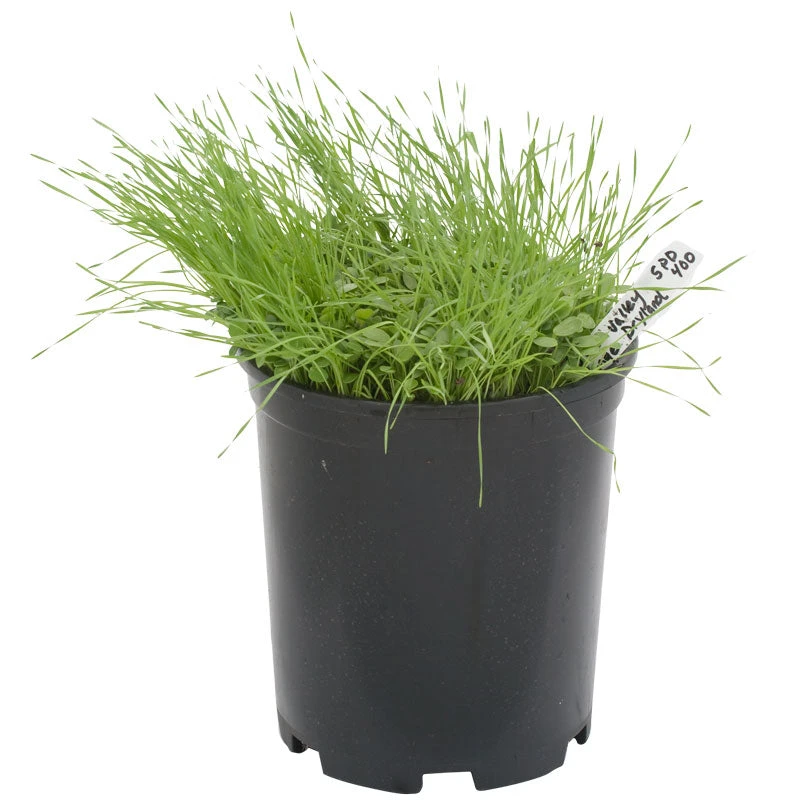 Peaceful Valley Grass Valley Range Mix For Dryland - Nitrocoated Seed (lb) 4 Peaceful Valley Grass Valley Range Mix For Dryland - Nitrocoated Seed (lb) - Image 2