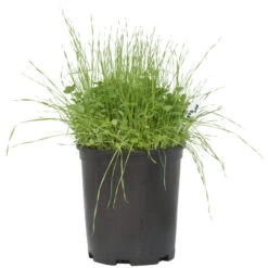 Peaceful Valley Sierra Foothill Dryland Mix - Nitrocoated Seed (lb) 7 Peaceful Valley Sierra Foothill Dryland Mix - Nitrocoated Seed (lb) -plant seeds Sales Store spd600 a 1