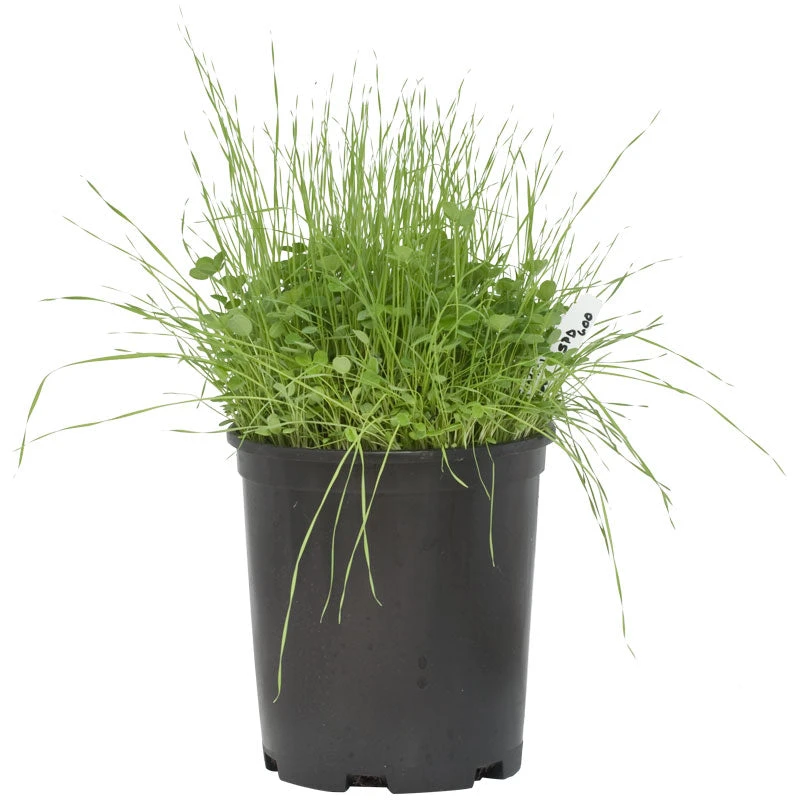 Peaceful Valley Sierra Foothill Dryland Mix - Nitrocoated Seed (lb) 4 Peaceful Valley Sierra Foothill Dryland Mix - Nitrocoated Seed (lb) - Image 2