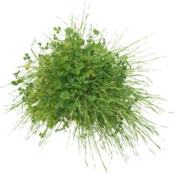 Peaceful Valley Sierra Foothill Dryland Mix - Nitrocoated Seed (lb) 8 Peaceful Valley Sierra Foothill Dryland Mix - Nitrocoated Seed (lb) -plant seeds Sales Store spd600 c