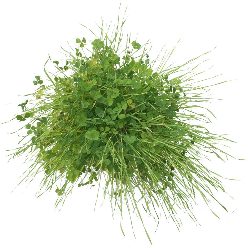 Peaceful Valley Sierra Foothill Dryland Mix - Nitrocoated Seed (lb) 5 Peaceful Valley Sierra Foothill Dryland Mix - Nitrocoated Seed (lb) - Image 3