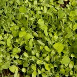 Peaceful Valley Sierra Foothill Dryland Mix - Nitrocoated Seed (lb) 9 Peaceful Valley Sierra Foothill Dryland Mix - Nitrocoated Seed (lb) -plant seeds Sales Store spd600 web