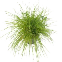 Peaceful Valley Irrigated Dairy Pasture Mix - Nitrocoated Seed (lb) -plant seeds Sales Store spi300 a 2