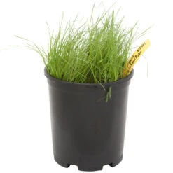 plant seeds Sales Store -plant seeds Sales Store spi400 a