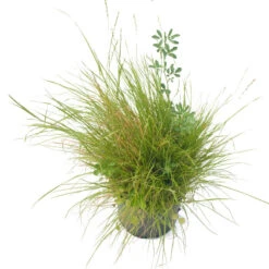 Peaceful Valley Premium Horse Irrigated Pasture Mix - Nitrocoated Seed (lb) -plant seeds Sales Store spi600 a