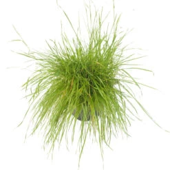 Peaceful Valley Herbal Irrigated Pasture Mix - Nitrocoated Seed (lb) 8 Peaceful Valley Herbal Irrigated Pasture Mix - Nitrocoated Seed (lb) -plant seeds Sales Store spi700 a