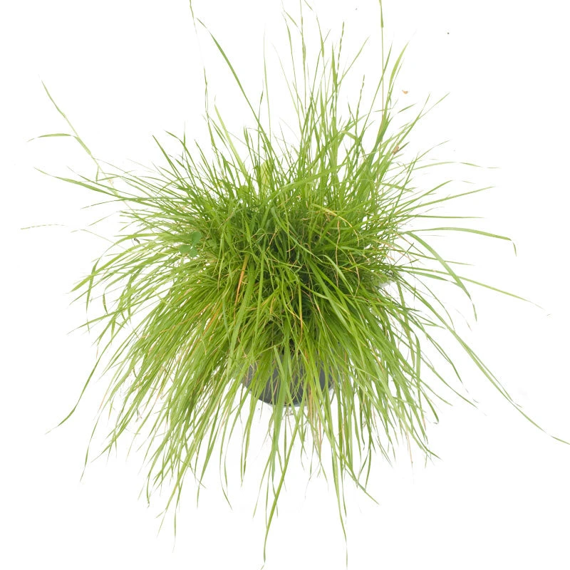 Peaceful Valley Herbal Irrigated Pasture Mix - Nitrocoated Seed (lb) 5 Peaceful Valley Herbal Irrigated Pasture Mix - Nitrocoated Seed (lb) - Image 3