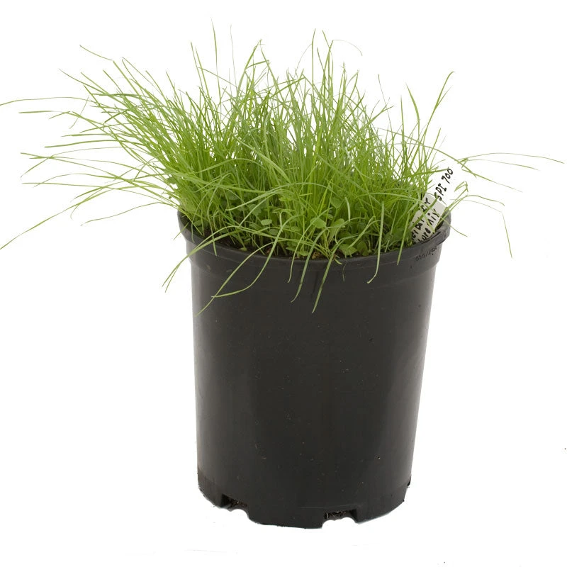 Peaceful Valley Herbal Irrigated Pasture Mix - Nitrocoated Seed (lb) 4 Peaceful Valley Herbal Irrigated Pasture Mix - Nitrocoated Seed (lb) - Image 2