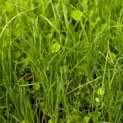 Peaceful Valley Herbal Irrigated Pasture Mix - Nitrocoated Seed (lb) 9 Peaceful Valley Herbal Irrigated Pasture Mix - Nitrocoated Seed (lb) -plant seeds Sales Store spi700 web