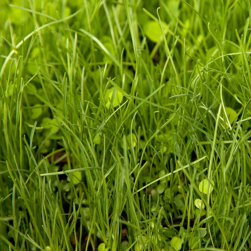 Peaceful Valley Herbal Irrigated Pasture Mix - Nitrocoated Seed (lb) 6 Peaceful Valley Herbal Irrigated Pasture Mix - Nitrocoated Seed (lb) - Image 4