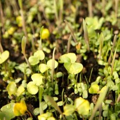 Peaceful Valley Omega-3 Chicken Forage Blend For Irrigated Land - Nitrocoated Seed (lb) -plant seeds Sales Store spi800 web3