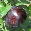 Starry Night Plum Tree 1 Starry Night Plum Tree -plant seeds Sales Store starry night plum B