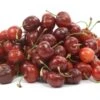 Dwarf Stella Cherry Tree -plant seeds Sales Store stella cherry tree dwarf